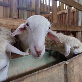 Apakah boleh berqurban untuk orang yang sudah meninggal?