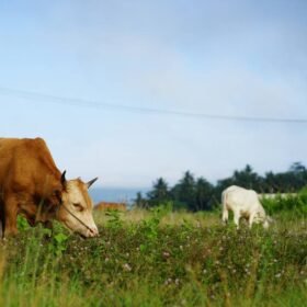 Hukum Qurban Bagi Umat Muslim