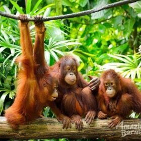 Mengenal Lebih Dalam Tentang Orang Utan