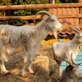 Cek Syaratnya! Berapa Sih Umur Hewan yang Sah Dijadikan Kurban?