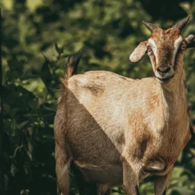 Satu Harga Dua Nyawa: Bolehkah Kurban Sapi atau Kambing yang Sedang Hamil?